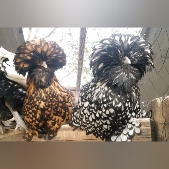 Meet your Posher, Shay - Picture 3 of 3